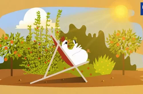 PARCOURS-DE-VOLAILLE_motion design